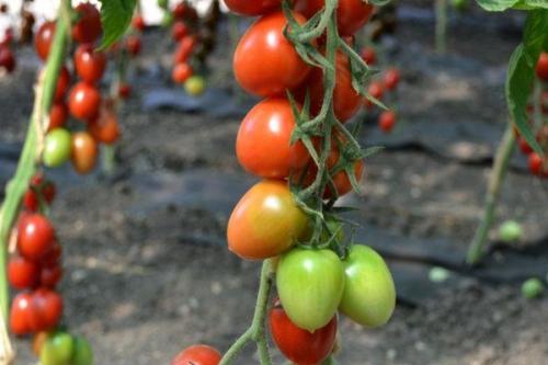 Черри ира томат. Общее описание растения