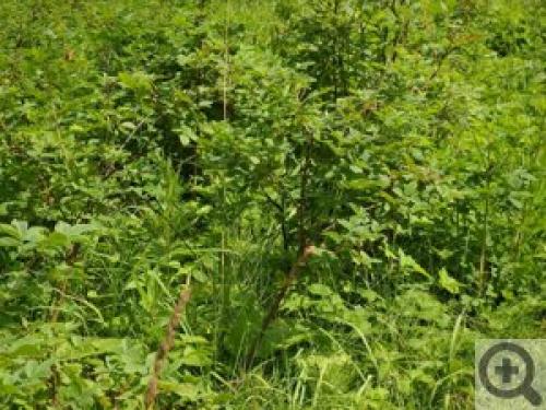 Сушка шиповника в электрической духовке. Как сушить шиповник в духовке электрической? 07 Сушка шиповника в электрической духовке. Как сушить шиповник в духовке электрической? 07