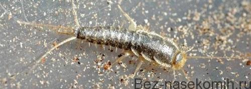 Чешуйница чем опасна. Кто такие чешуйницы и чем они опасны для человека?