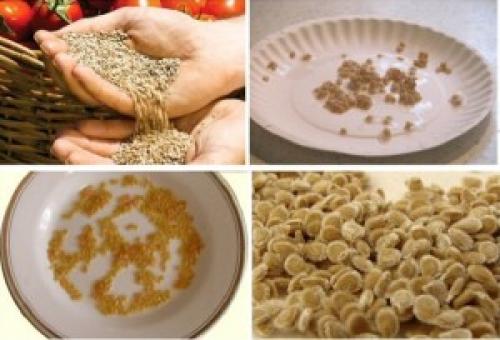 Помидоры санька описание. Помидоры «Санька» 01