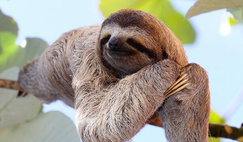 Где живут ленивцы. Где обитает ленивец?