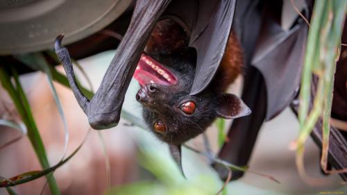 Кокон летучей мыши. Летучая мышь