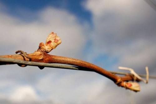 Не вызрела лоза, как спасти саженец. Дозревает ли лоза винограда после укрытия