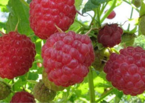 Посадка малины осенью в Сибири