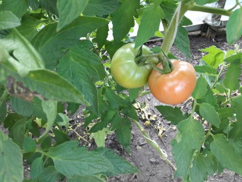 Томат Пинк прайд. Томат Пинк Парадайз F1– не ожидал такого урожая.