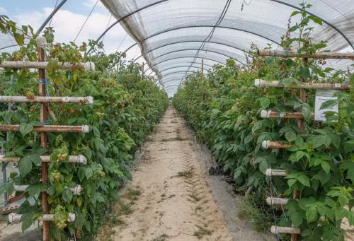 Как посадить малину вдоль забора. Способы размещения посадок малины