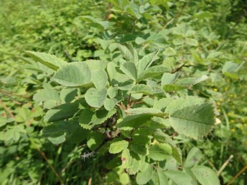 Сушка шиповника в электрической духовке. Как сушить шиповник в духовке электрической? 05 Сушка шиповника в электрической духовке. Как сушить шиповник в духовке электрической? 05