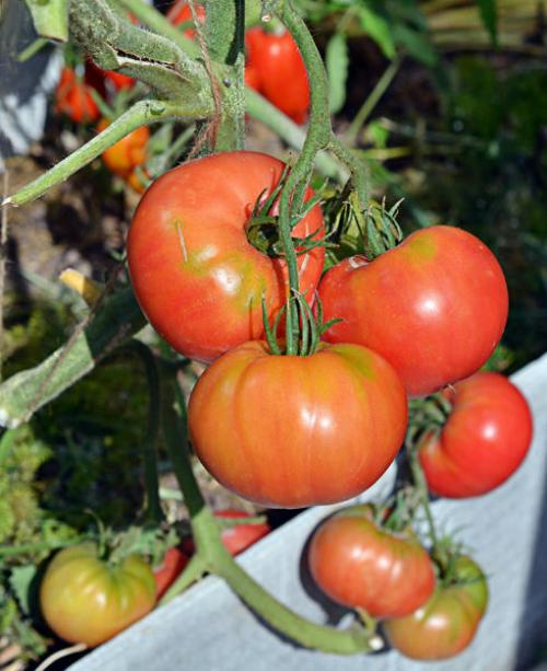 Томат Розовый мед f1. Томат Розовый мед