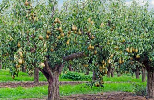 Как сохранить груши Конференция. Описание груши Конференция