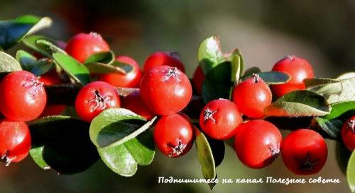 Боярышник польза. Боярышник: польза и вред для организма