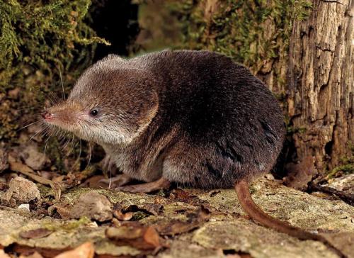Землеройка обыкновенная. Бурозубка: описание жизненного цикла карликового грызуна