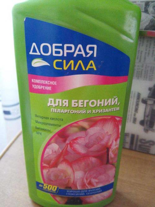 Бегония Элатиор уход после покупки. Бегония Элатиор — все секреты пересадки растения