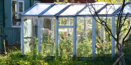 Как сделать теплицу из деревянного бруса 50 на 50 своими руками видио.  Как своими руками сделать теплицу из старых оконных рам