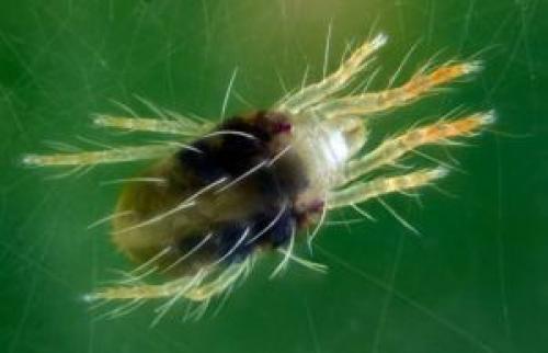 Паутинный клещ на орхидее. 