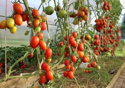 Пасынкование индетерминантных томатов. Как правильно пасынковать и прищипывать помидоры – пошаговая инструкция для начинающих