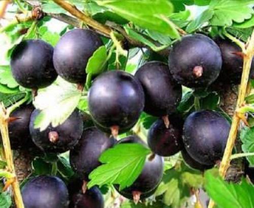 Крыжовник для сибири лучшие сорта. Зимостойкие 06 Крыжовник для сибири лучшие сорта. Зимостойкие 06