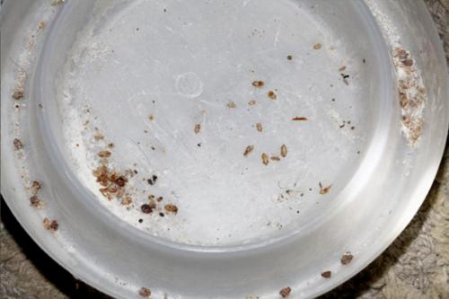 Клопы дома. Какие способы помогут
выявить клопов