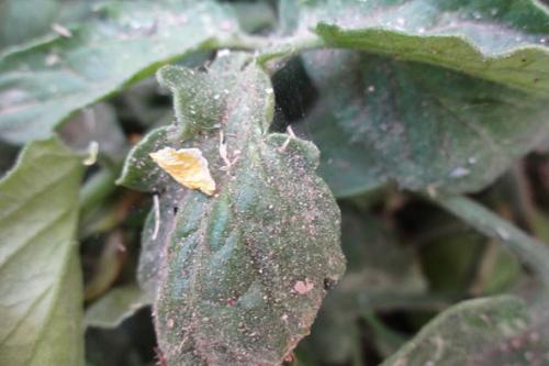 Паутинный клещ в земле. Описание и фото