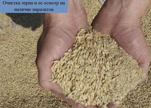 Зерновая моль, как избавиться. Способы борьбы