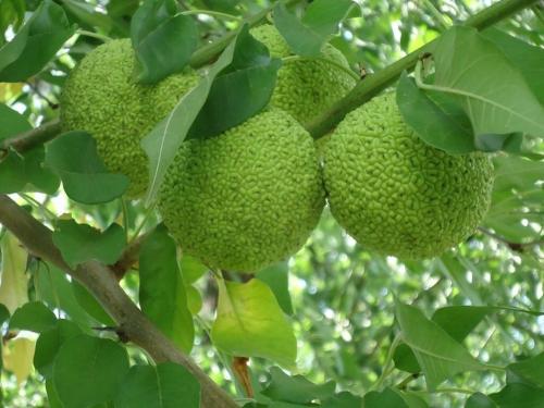 Чего боятся тараканы народные средства. Отпугните тараканов от квартиры простыми способами