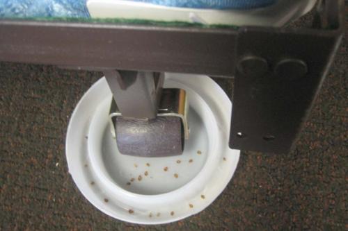 Клопы дома. Какие способы помогут
выявить клопов