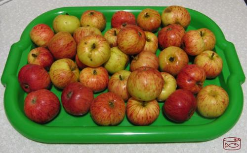 Заморозить яблоки для шарлотки. Стоит ли замораживать яблоки в запас? Мой эксперимент, показываю, что с ними стало
