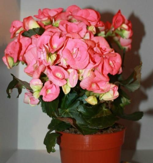 Подарили цветущую бегонию. Бегония Элатиор. Как спасти после покупки и правила ухода.