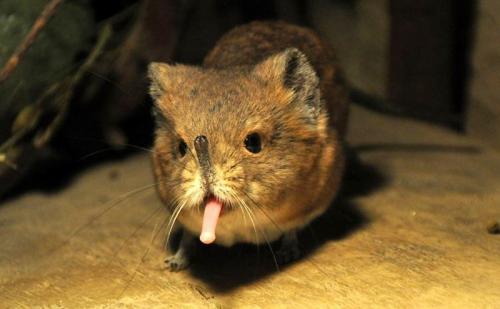 Землеройки, что едят. Землеройка