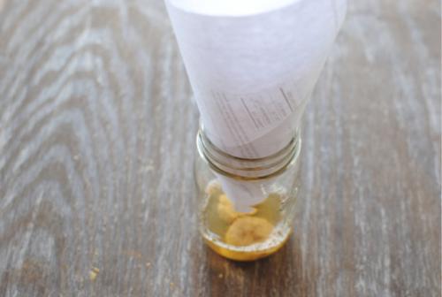 Раптор от дрозофил. Размножение мухи дрозофилы и откуда берутся вредители