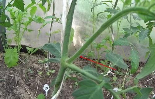 Пасынкование индетерминантных томатов. Как правильно пасынковать и прищипывать помидоры – пошаговая инструкция для начинающих