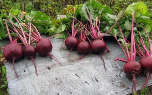 Как сохранить свеклу на зиму. Какие сорта свёклы лучше сохраняются