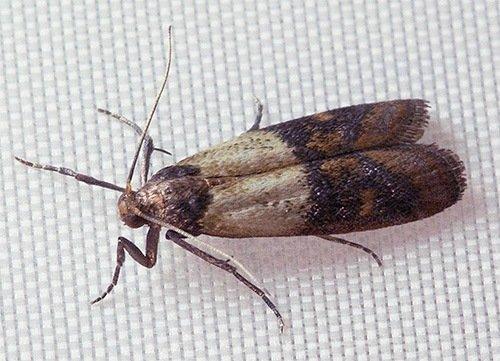 Как избавиться от моли на кухне. Как вывести кухонную моль в квартире