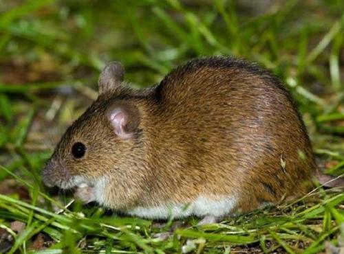 Землеройки, что едят. Землеройка 13