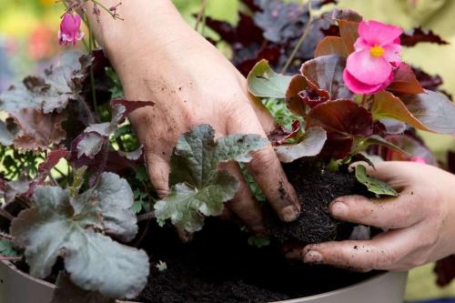 Бегония Элатиор уход после покупки. Бегония Элатиор — все секреты пересадки растения