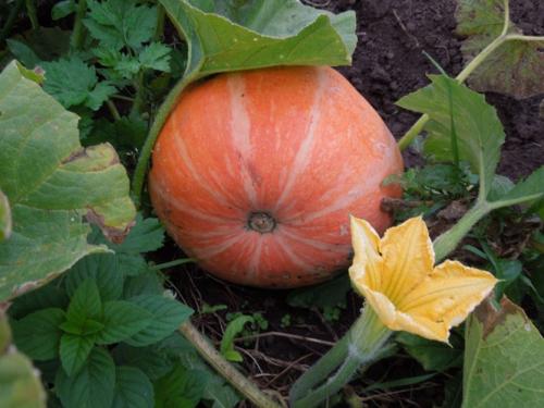 Тыква выращивание хранение. Как правильно заготовить семена тыквы для посадки?