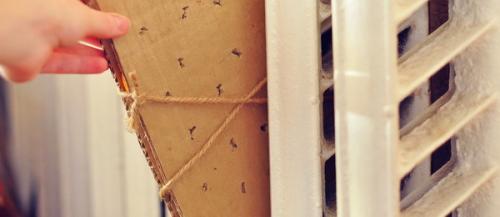 Как сушить яблоки для декора. Как правильно высушить цитрусовые фрукты для декора?