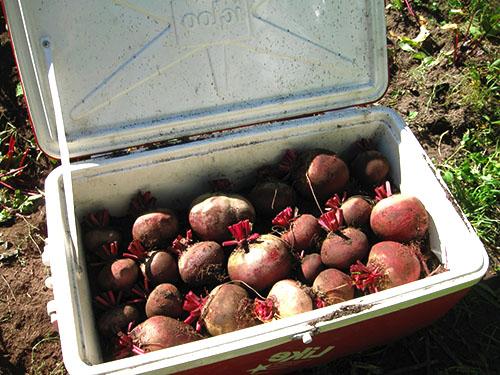 Как хранить морковь и свеклу. Как правильно хранить свеклу и морковь?