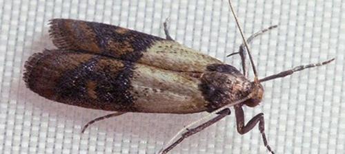 Как избавиться от моли форум. Как избавиться от моли в квартире