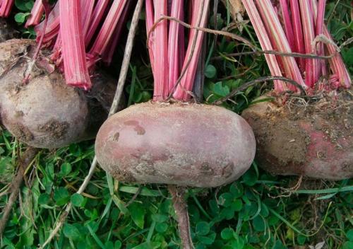 Как сохранить свеклу на зиму. Какие сорта свёклы лучше сохраняются