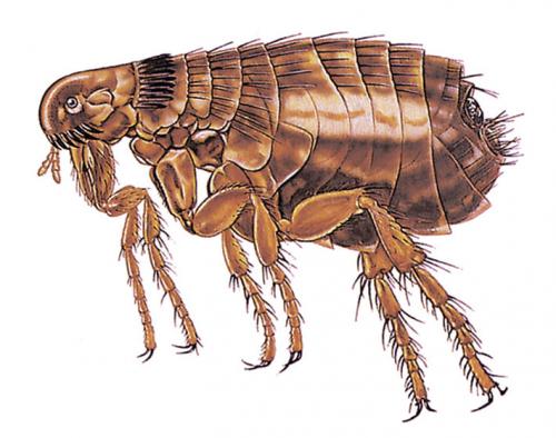 Земляные блохи в доме: откуда появляются, как избавиться?