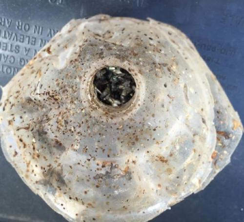 Ловушка для дрозофил своими руками. Ловушка для дрозофил