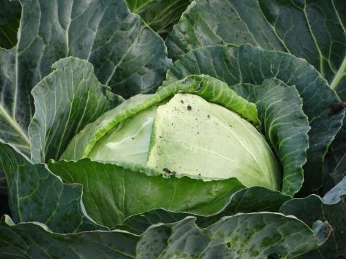 Уборка капусты по Лунному календарю 2019. Когда убирать капусту в 2019 году на приусадебном участке