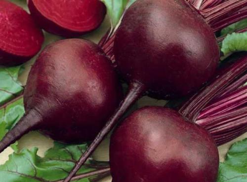 Как сохранить свеклу на зиму. Какие сорта свёклы лучше сохраняются