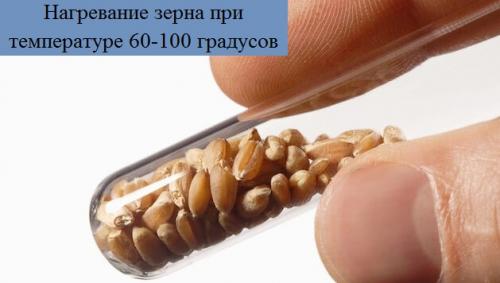 Зерновая моль, как избавиться. Способы борьбы