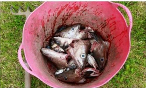 Землеройка, как бороться. Как вывести землеройку с участка: деревенский метод