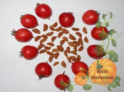 Варенье из боярышника. Как сварить варенье из боярышника