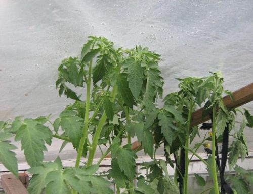 Пасынкование штамбовых томатов. Как правильно удалять пасынки у штамбовых сортов томатов