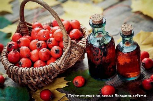 Боярышник польза. Боярышник: польза и вред для организма