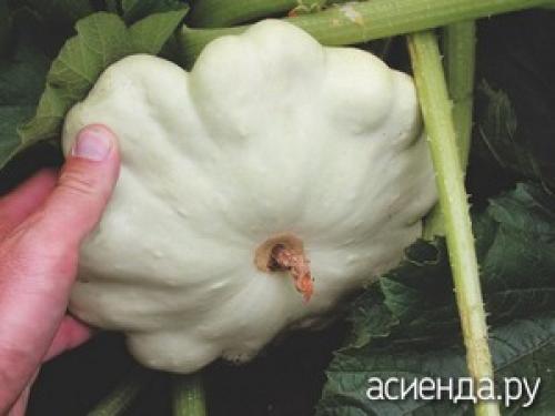 Как хранить кабачки и патиссоны. Как правильно хранить патиссоны