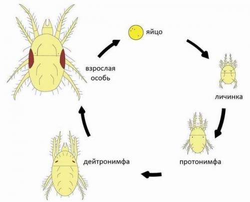 Паутинный клещ на орхидее. 